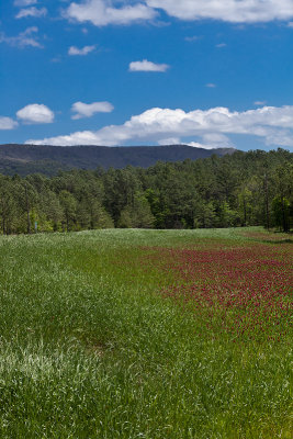 Red clover