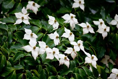 Kousa Dogwood also known as Japanese Dogwood, it grows late spring and summer.