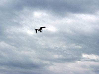 Sea Gull flying over the ocean at Gulf Shores