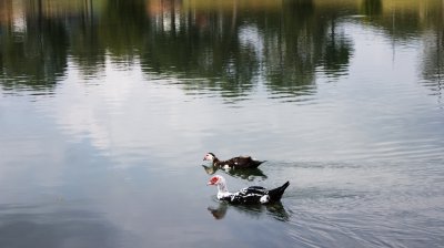 Duck swimming on lake in Oxford Alabama USA