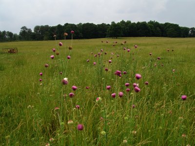 Field Of Thistle