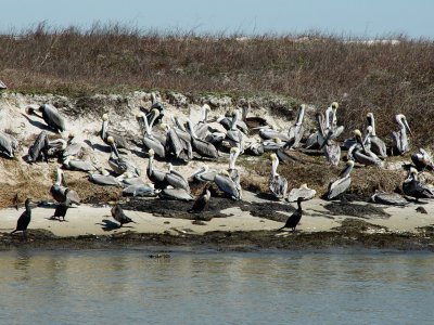 Ocean Birds A,a