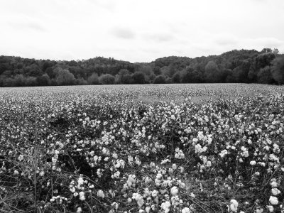 Cotton field in Oxford Al