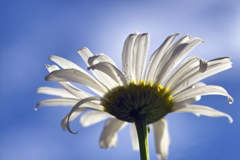 Cloud Flower