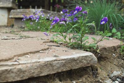 Flowers on the Edge