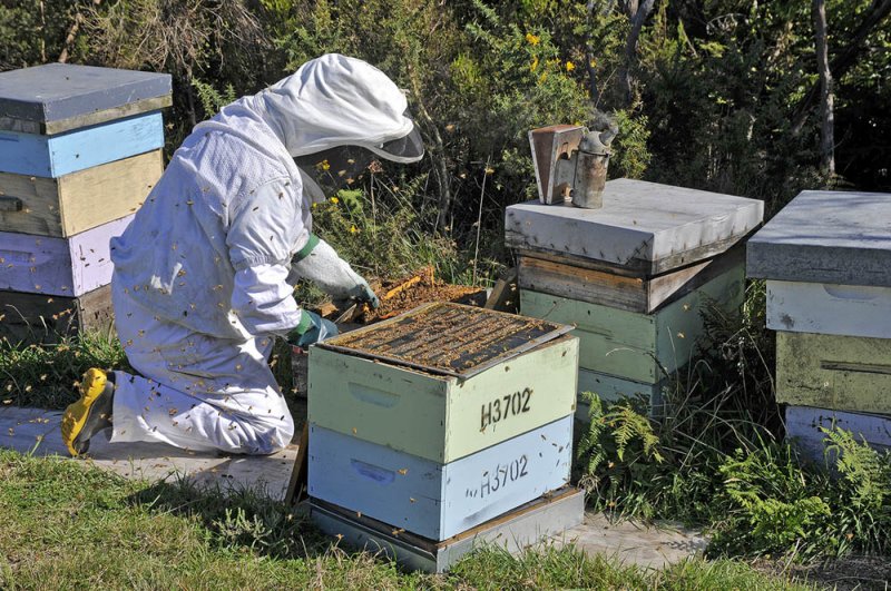 2 April 2011 - Beekeeper at work