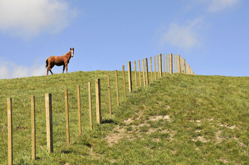 Horse on the Hill