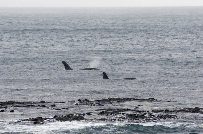 13 May 2011 - Small pod of killer whales cruising the south coast