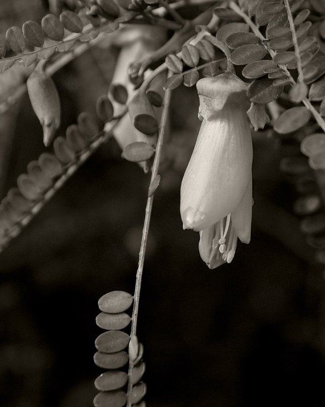 25 June 2011 - The first Kowhai of Spring?