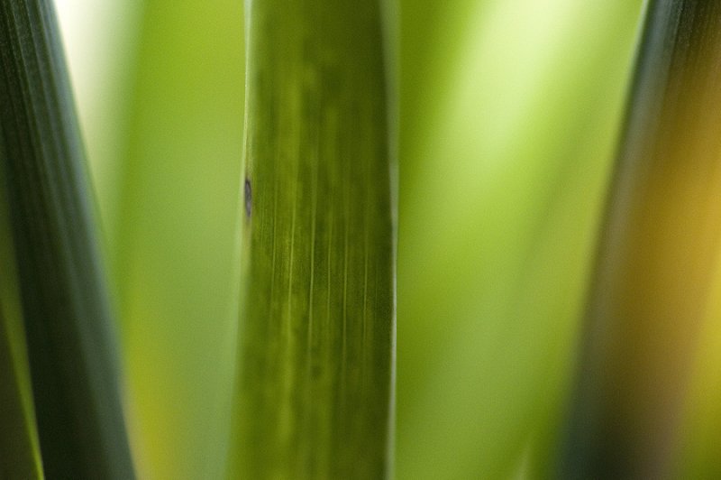 1 July 2011 - plants