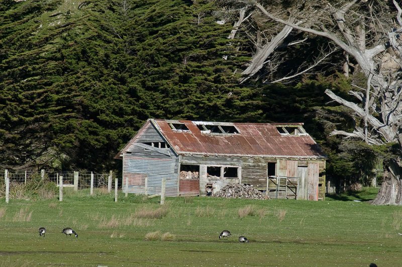The old shed revisited - Makara