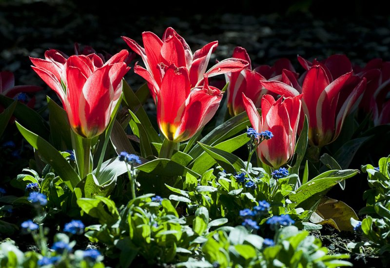 28 September 2011 - Tulips at the Wellington Botanic Garens