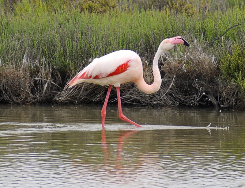 Flamingo at the Camargue