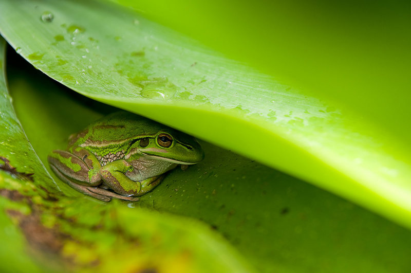 18 December 2011 - Green and golden bell frog