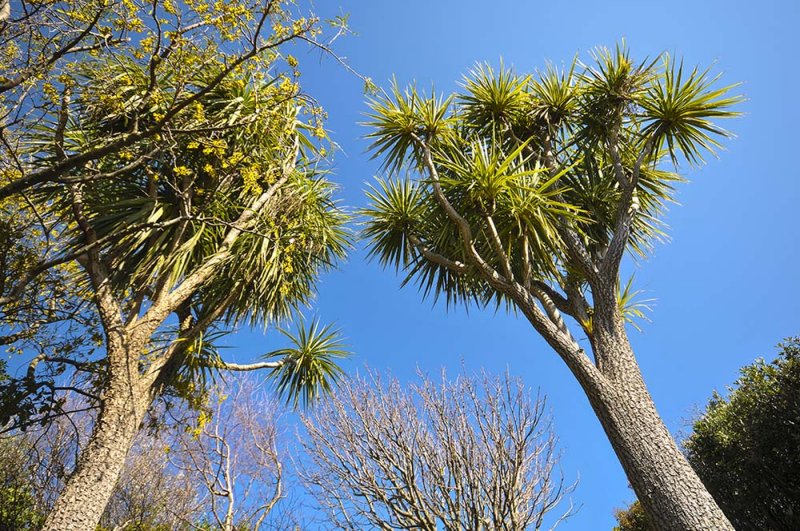 29 August 2012 - Spring is in the air - cabbage trees and kowhai