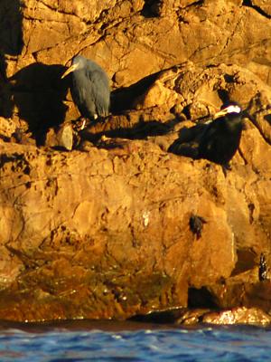 g4/19/247019/3/60272978.DSC_3144_reefheron.jpg