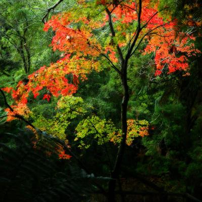 29 May 06 - Autumn foliage