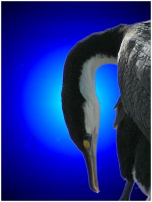 Backlit Shag