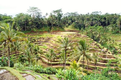 Rice terraces on Bali