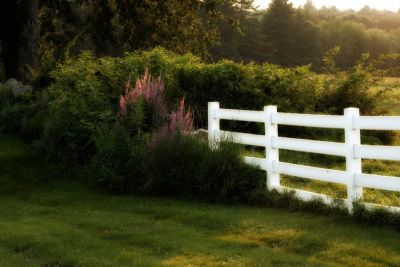 Fence and Wildflowers