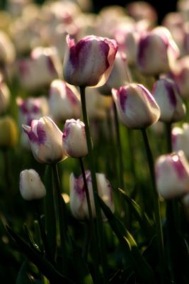 Spring in the Public Garden - White Tulips