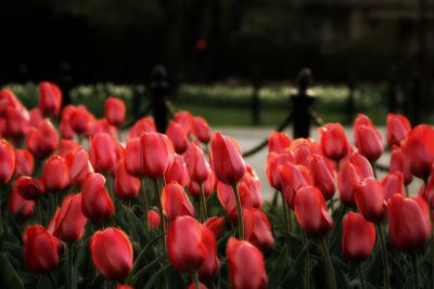 Spring in the Public Garden - Red Tulips