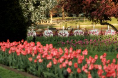 Spring in the Public Garden - Swan Boats and Tulips