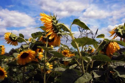 Cape Cod: Sunflowers