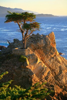 Lone Cypress, 17 Mile Drive, Pebble Beach