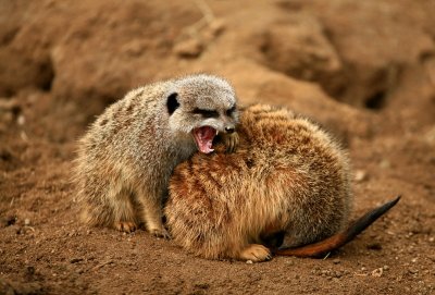Meerkats, Wild Animal Park