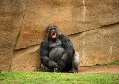 Gorilla Yawning, Wild Animal Park