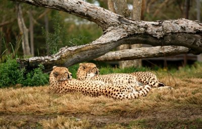 Cheetah Sisters, Wild Animal Park