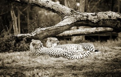 Cheetah Sisters Sepia, Wild Animal Park