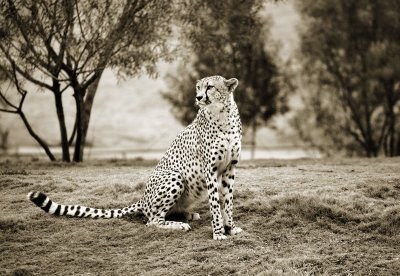 Cheetah, Wild Animal Park