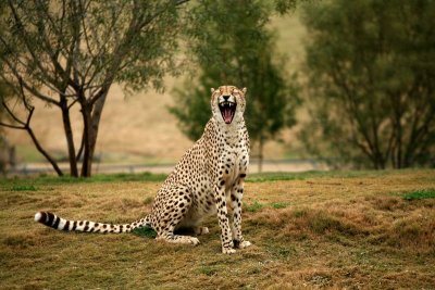 Cheetah Yawning, Wild Animal Park