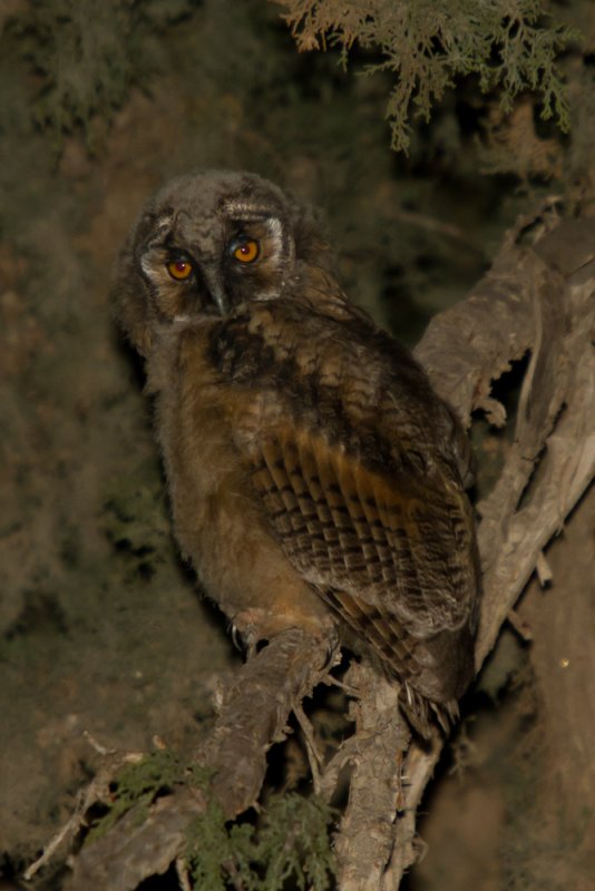 Long-Eared owl