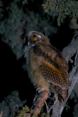 Long-Eared owl
