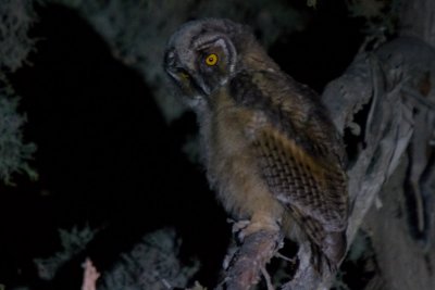 Long-Eared owl