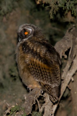 Long-Eared owl