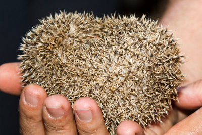 Long-eared Hedgehog