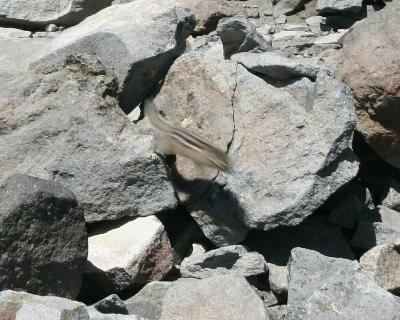 Wildlife