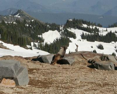 Marmot