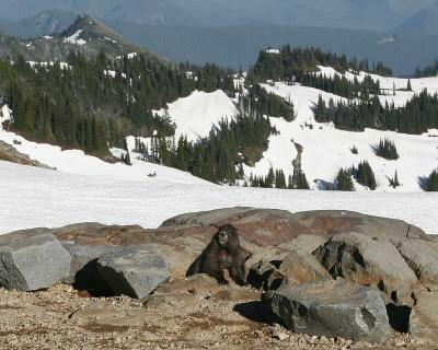 Marmot