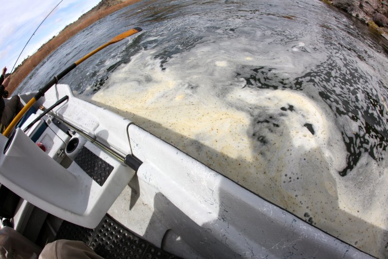 Midge Trapped in the Foam