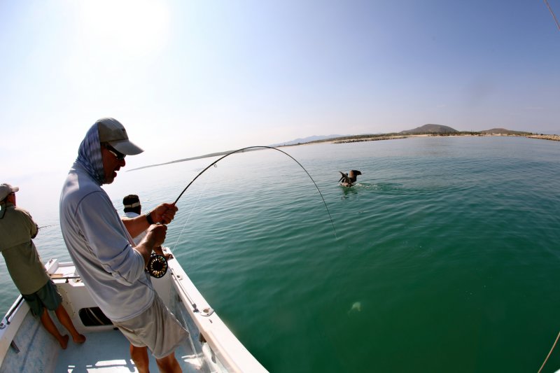 Reelin