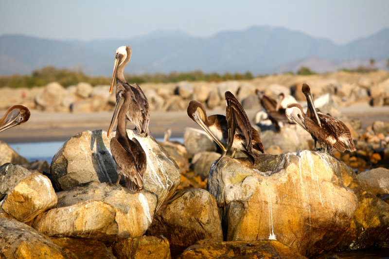 Brown Pelicans