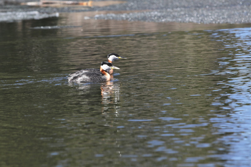 Red-Headed Grebes