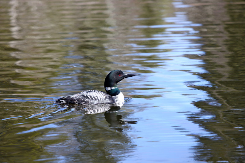 Loon