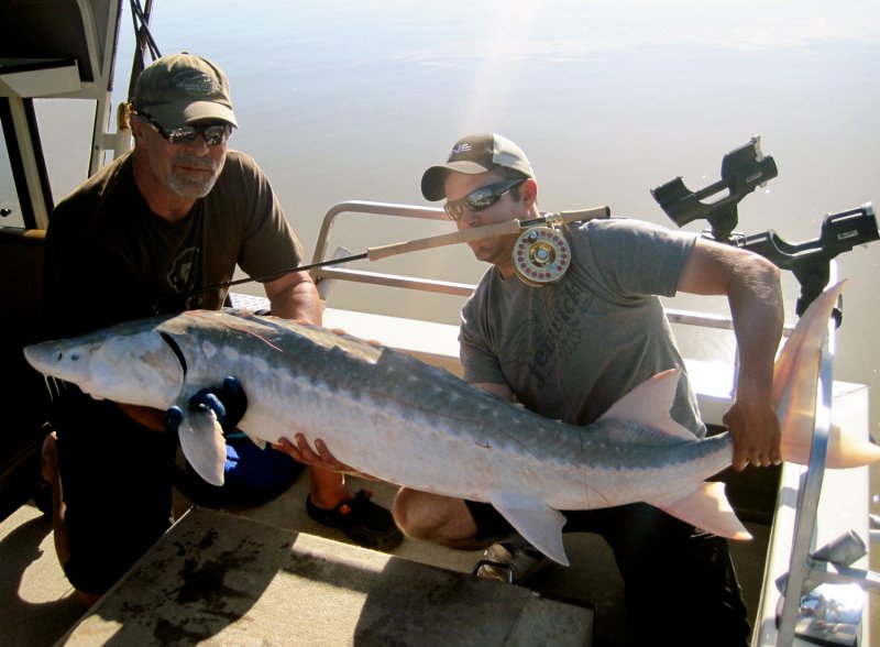 Fly Rod Sturgeon