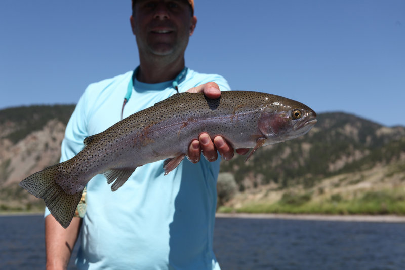 Hatchery Fish